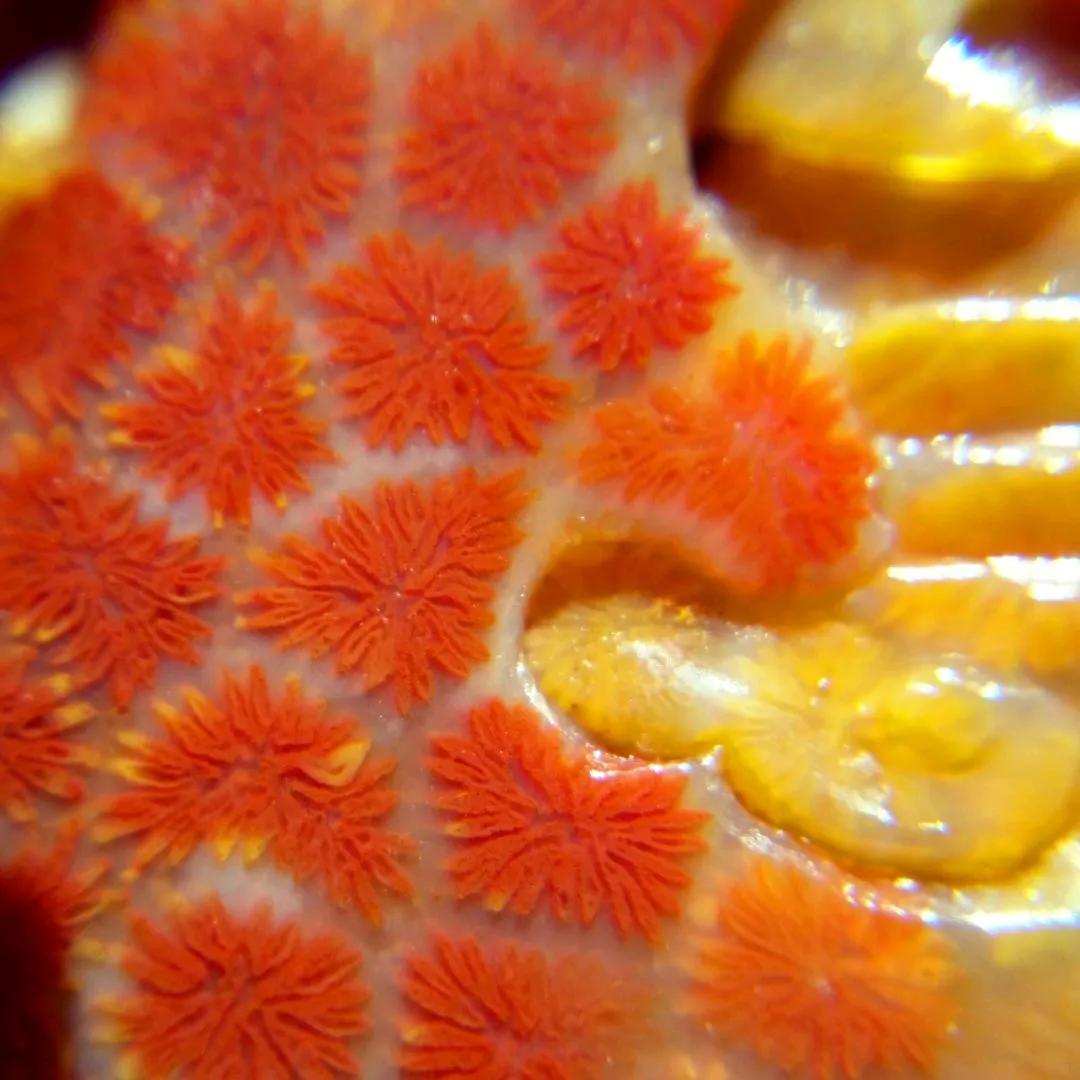 珊瑚玉的特色有哪些,珊瑚玉作用及怎么保养