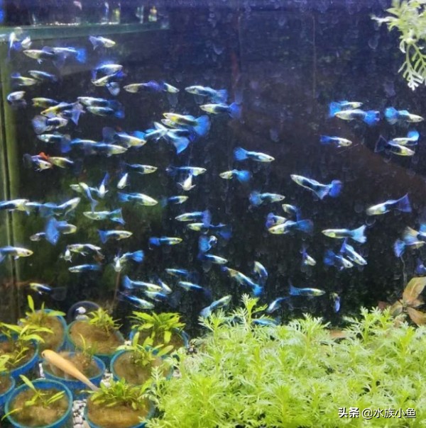 观赏鱼寻找技巧,观赏鱼用什么办法最容易抓到