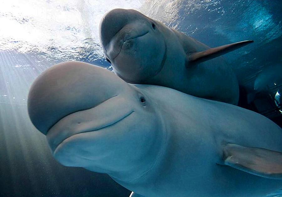 在水里鲸鱼是如何给鲸宝宝哺乳的,鲸是怎么哺乳的