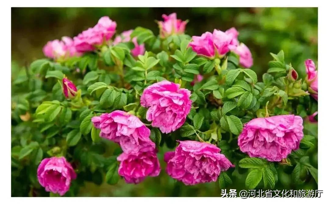 爱家乡爱保定,爱家乡游邯郸