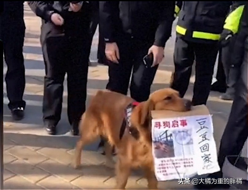 走丢的金毛在马路上找主人,金毛丢了再贴寻狗启事