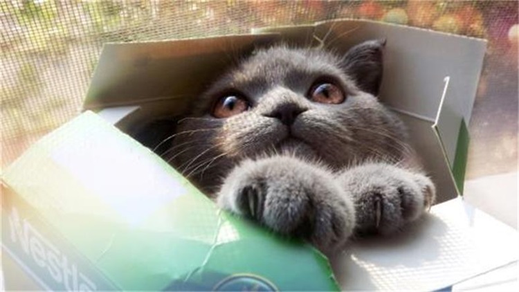 家里坚决不让养猫如何解决,邻居养猫扰民怎么解决