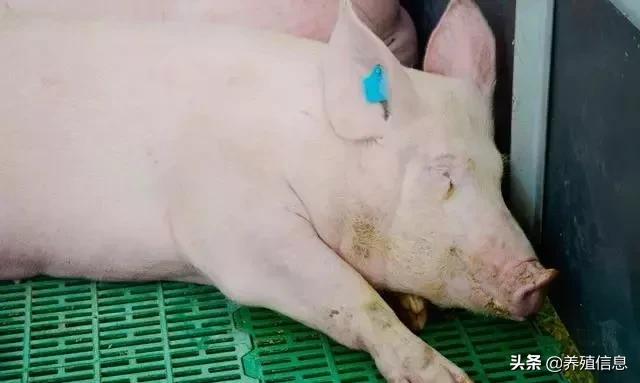 妊娠母猪分几个阶段,判断母猪怀孕最简单的方法