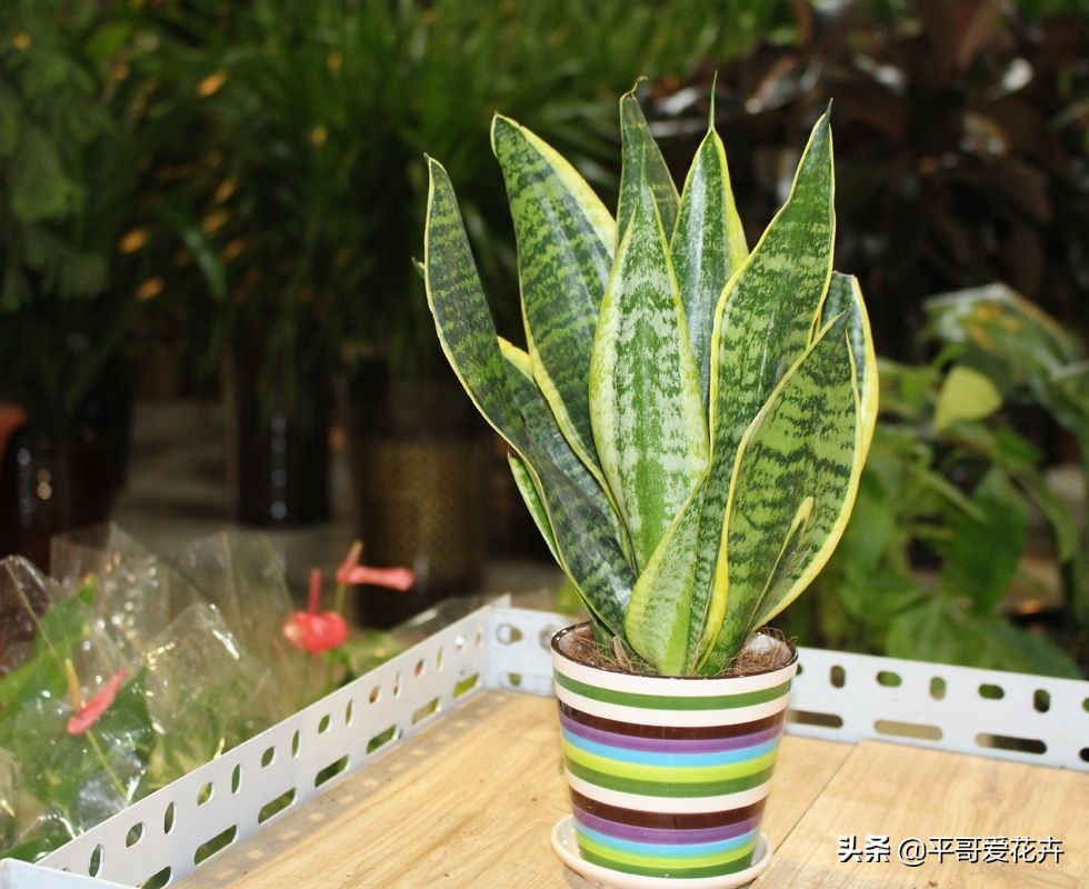 怎么能知道虎皮兰烂根了,虎皮兰烂根怎么处理最好