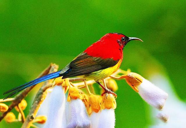 蜂鸟与太阳鸟区别,太阳鸟就是蜂鸟吗