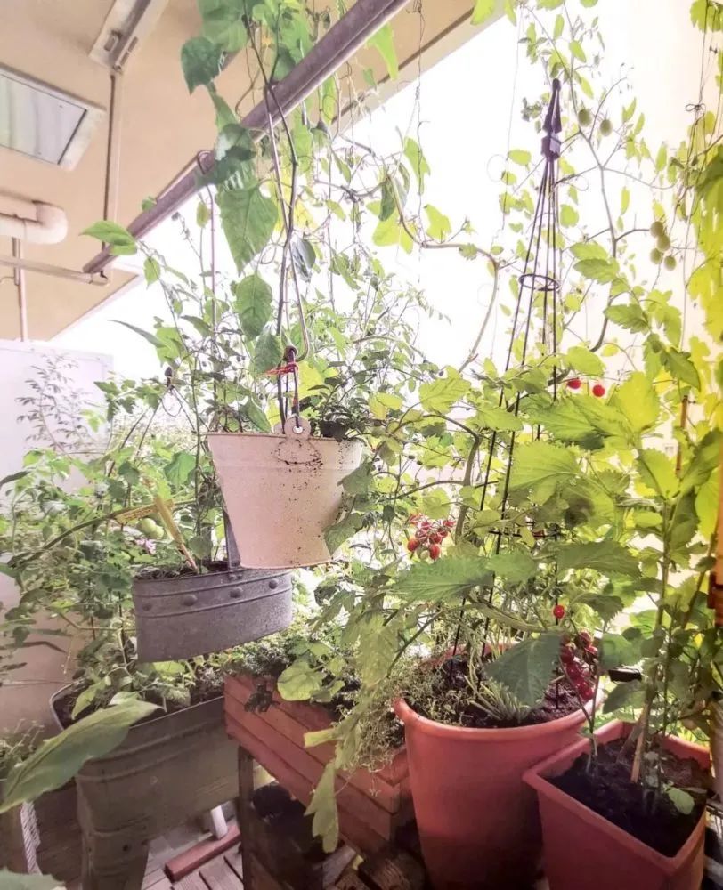 适合阳台盆栽的蔬菜混种搭档，通通收集在此