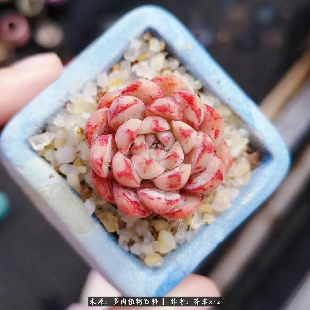 那个爱画多肉的小姑娘带着她的心头肉又来啦!