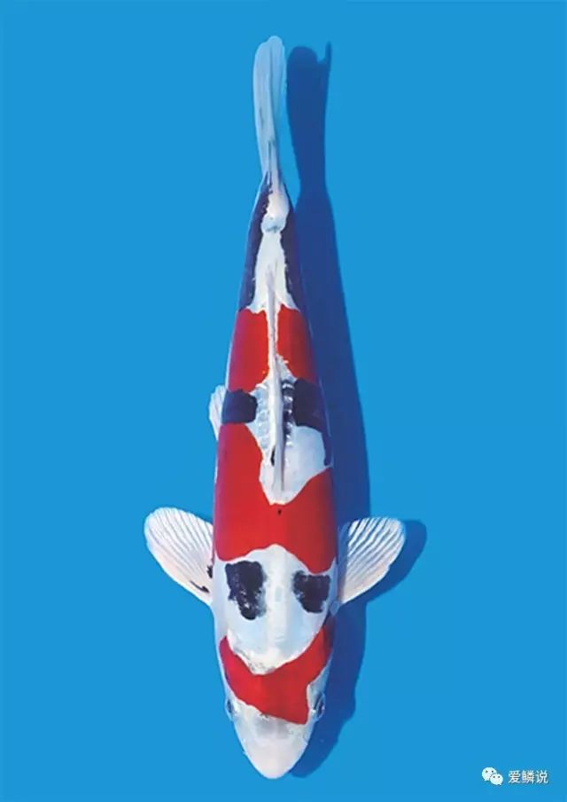 夏季鱼保存最佳方法,夏季鱼粮要注意补充这些