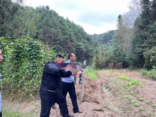 1个木箱3个人，“轻松”捕获野猪肉200多斤，为何野猪还如此猖狂