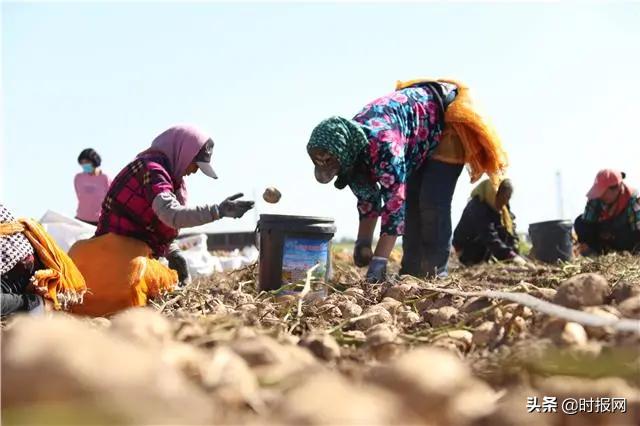 农村电商托起农亲的致富梦,内蒙古察右后旗土豆大丰收