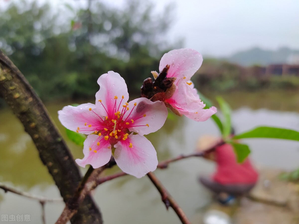 大智慧走势预测,大智慧预判