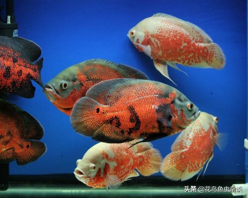 地图鱼爱吃活鱼不吃饲料,养地图鱼不爱吃东西