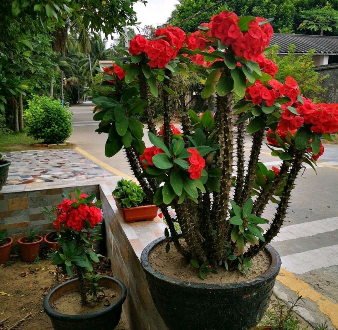 人养花一时养人一生,人养花同时花也养人