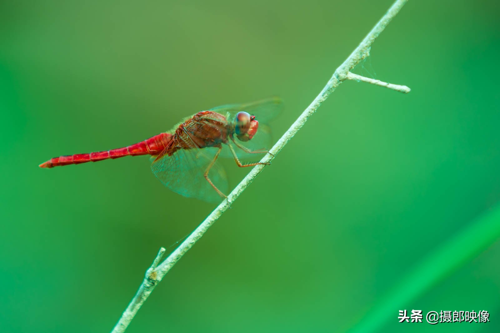 鍎挎椂璁板繂鐨勭孩铚昏湏,鍎挎椂鐨勭孩铚昏湏
