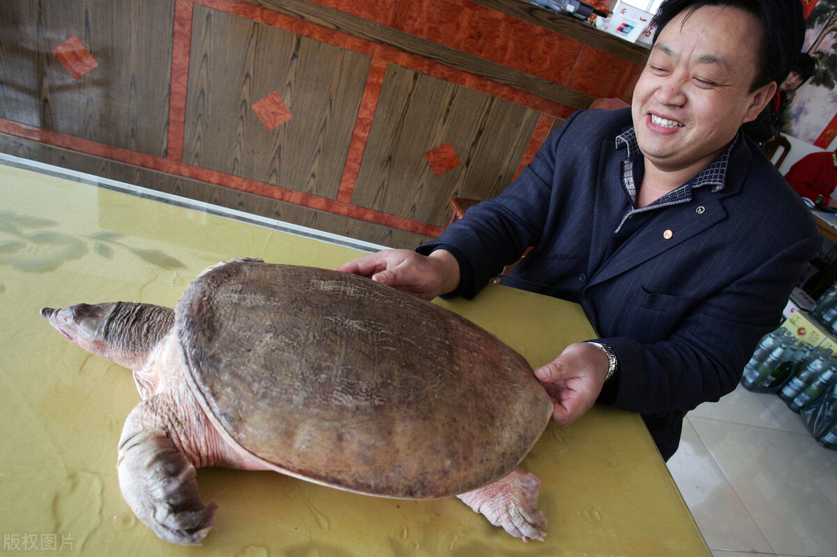 甲鱼在美国泛滥,哪个国家甲鱼泛滥了