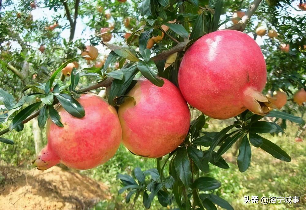 洛阳洛宁张便玲——石榴说明书