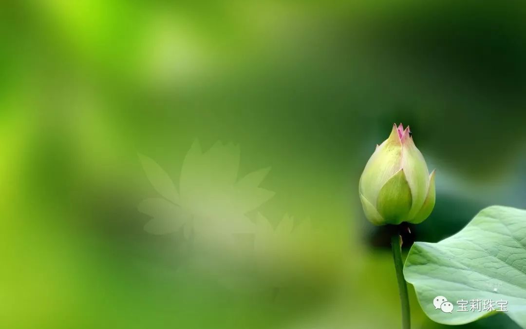 初美优选樊莉莉：回忆录（十五）