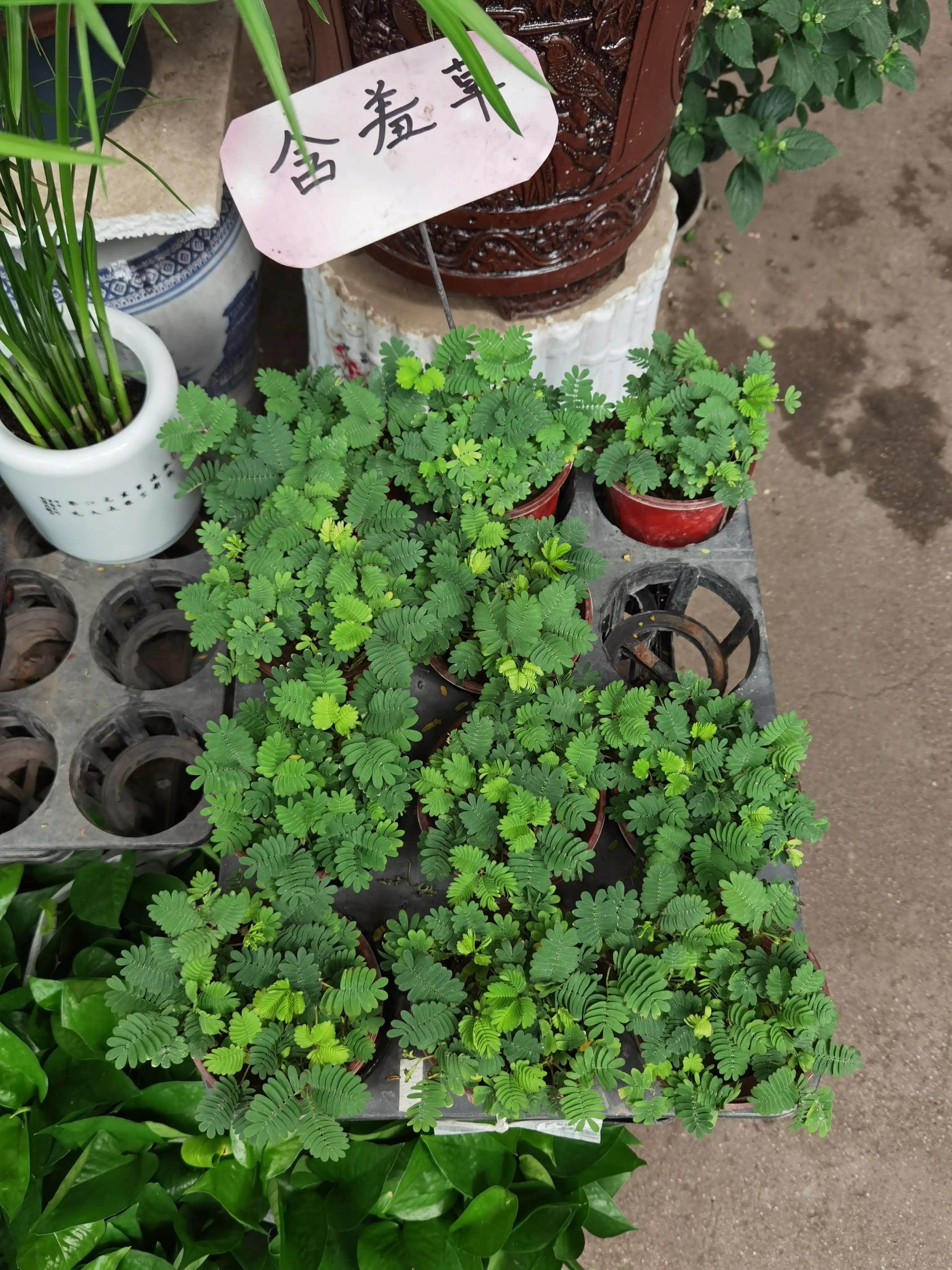 沈阳花卉市场搬哪去了,沈阳花卉市场批发各种绿植