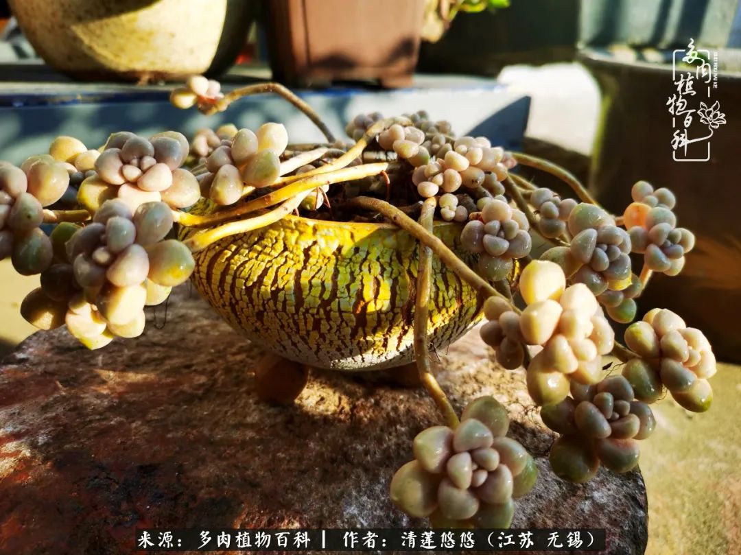 可爱多肉的露脸照,多肉大合照视频