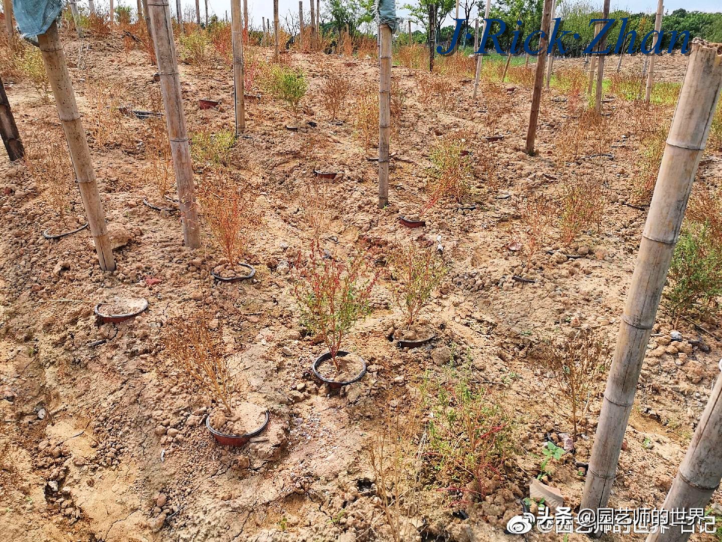 红色地肤草的种植方法,红地肤怎么养