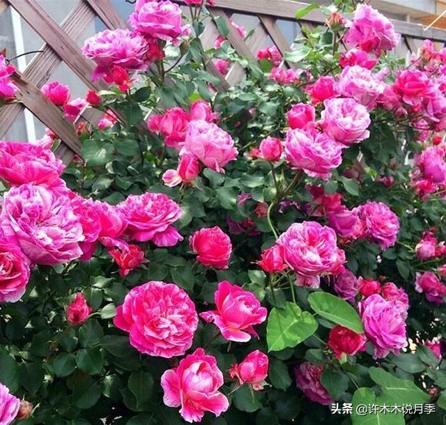 月季老桩如果没有生根粉怎么办,月季老桩生根了是不是就完全活了