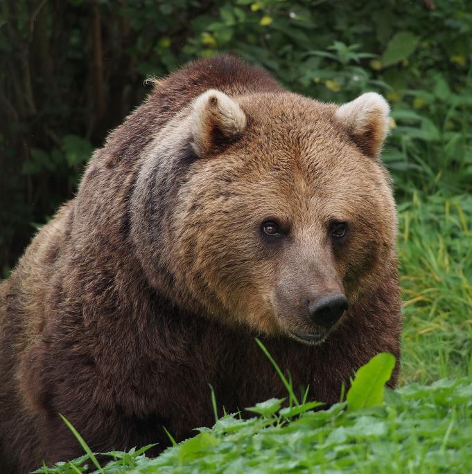大自然中的植物捕猎者,大自然捕食