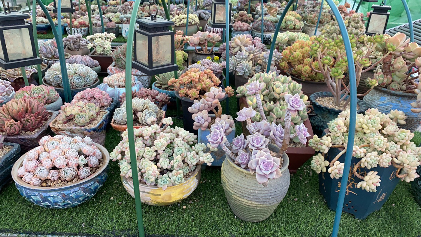 多肉徒长了之后怎么养成老桩,多肉徒长如何操作快速成老桩