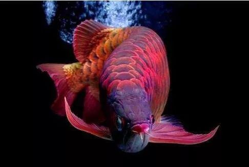 世界顶级淡水鱼大全,世界上顶级鱼类大全