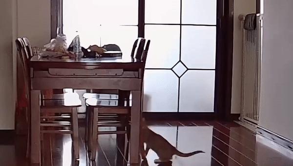 双目失明的猫怎么养,双目失明的猫有哪些