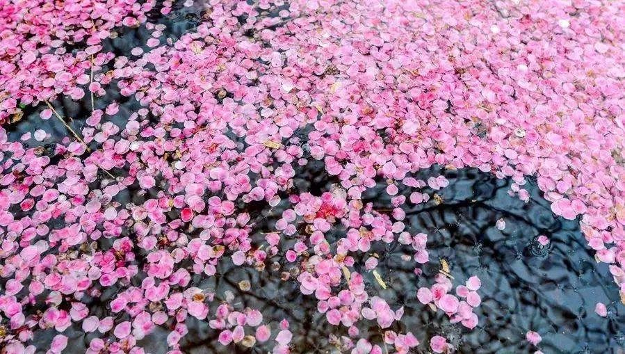 龙泉4大冷门赏桃线路出炉，向东60里遇见一座城市桃花源！