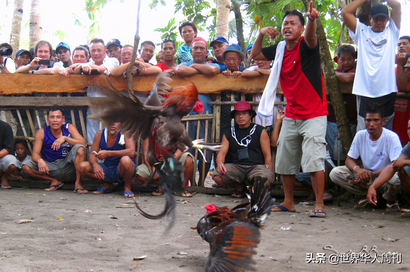 菲律宾斗鸡失误死亡,菲律宾斗鸡带刀杀死主人