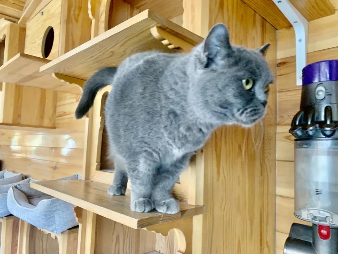 观复猫身份,观复猫近期咋样