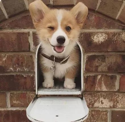 这只狗狗吃不到好吃的居然要和主人拼命，哈哈