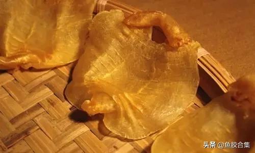 花胶的种类和区别,花胶一共有几种类型的品种