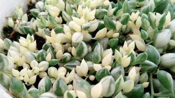 吊兰多肉养护技巧和方法,吊兰多肉的养殖方法和注意事项