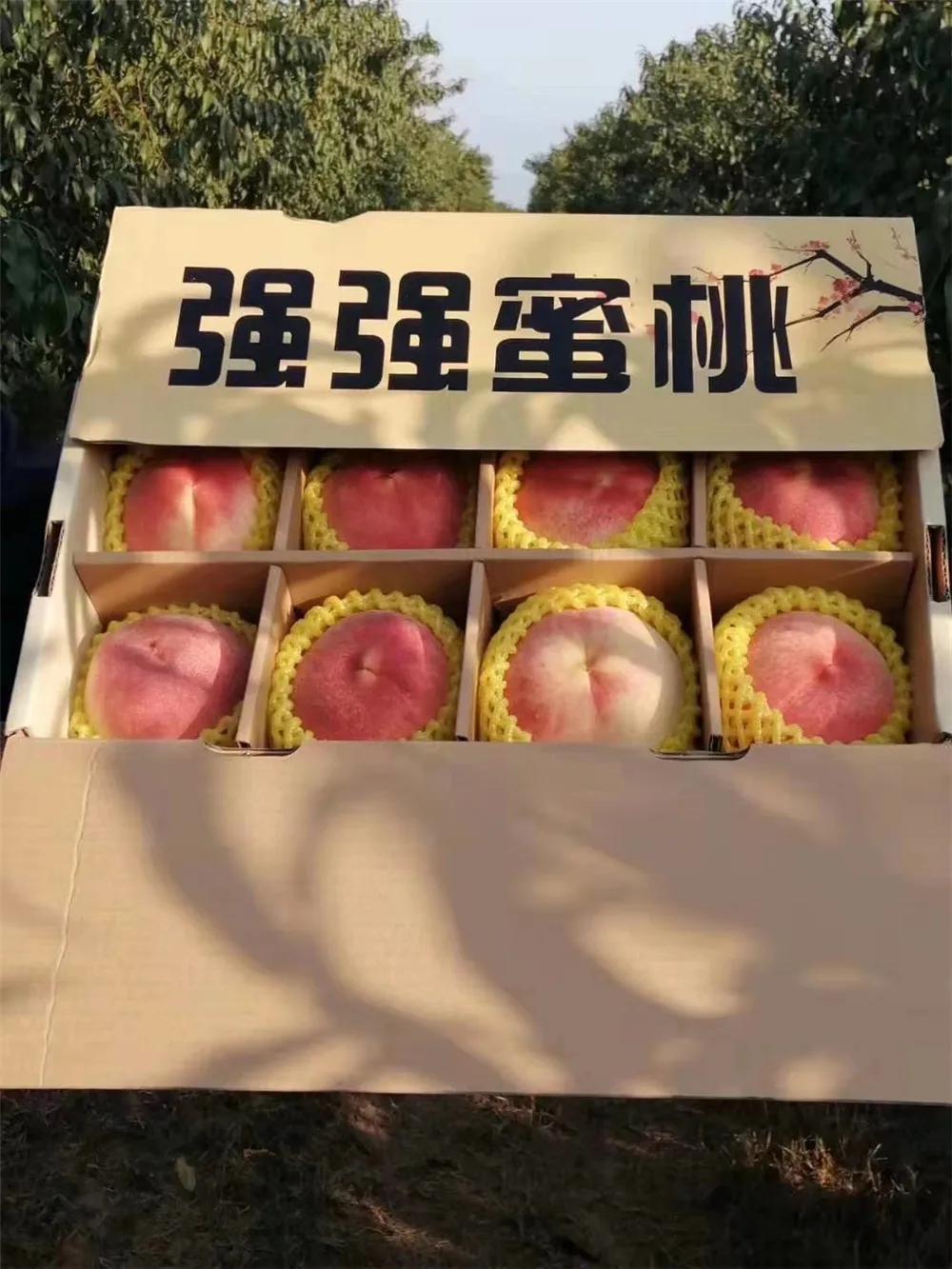 文登区葛家镇：现代高效农业播“绿”成“金”