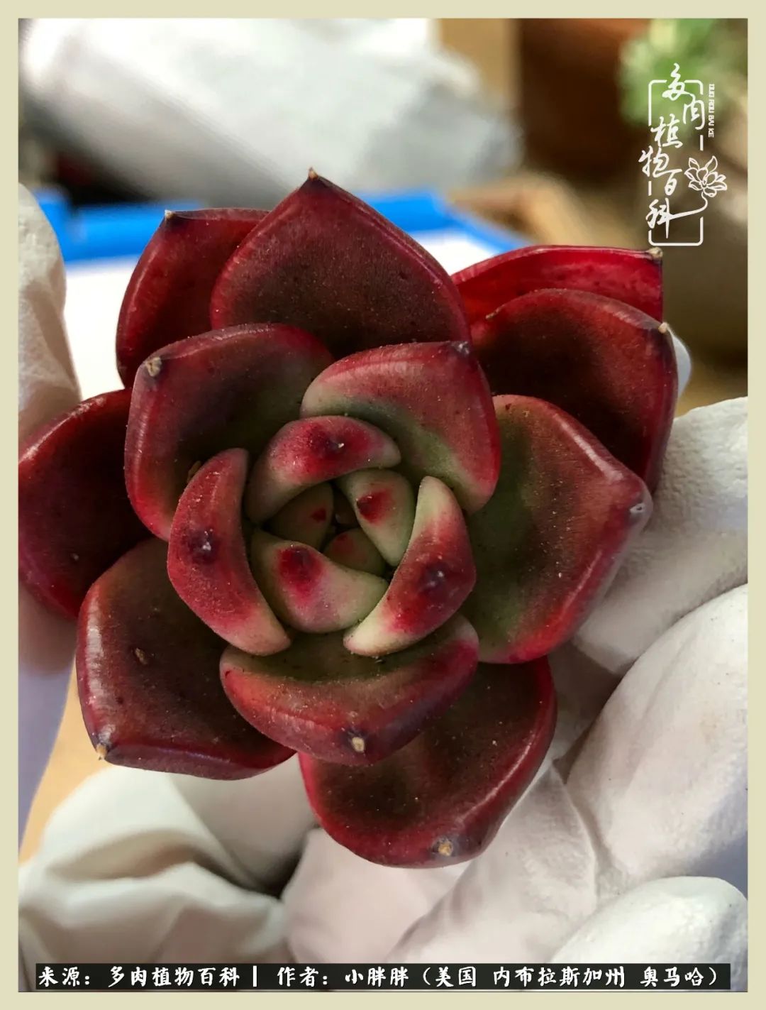 多肉小白入坑攻略,多肉中的鄙视链