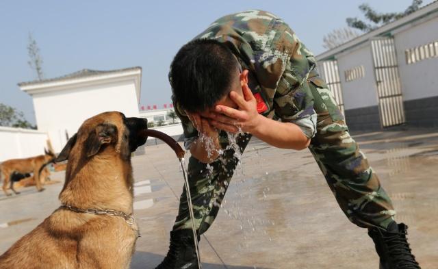 警犬执行任务牺牲训导员赶到哭了,功勋警犬山地奔袭3小时中暑晕厥