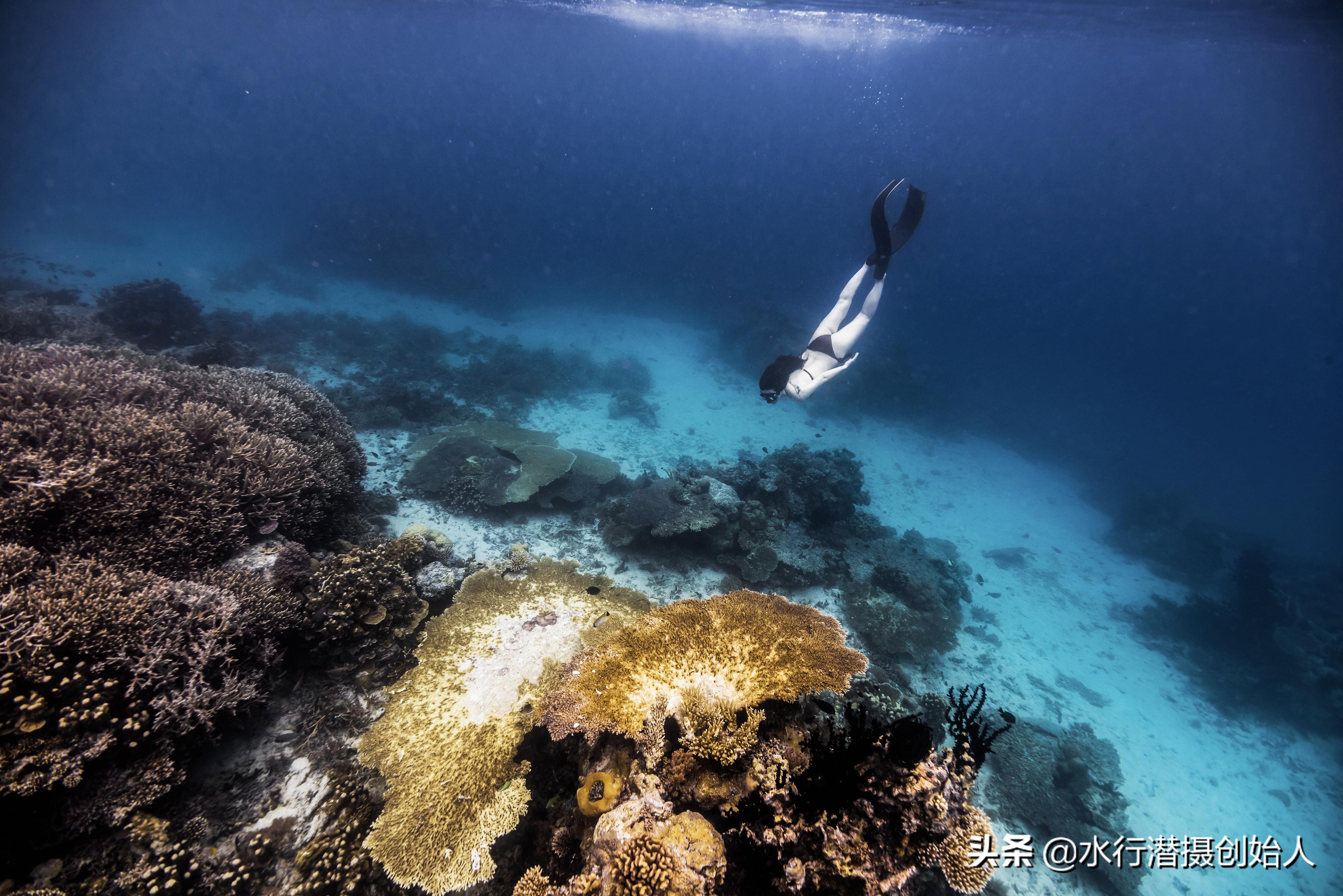 帕劳岛自由行潜水,帕劳水母湖自由潜视频