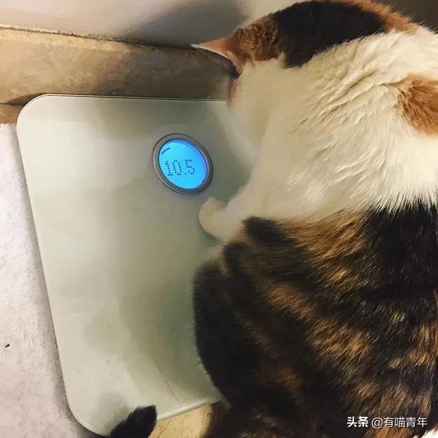 漂亮的三花猫欣赏,最迷人的三花猫