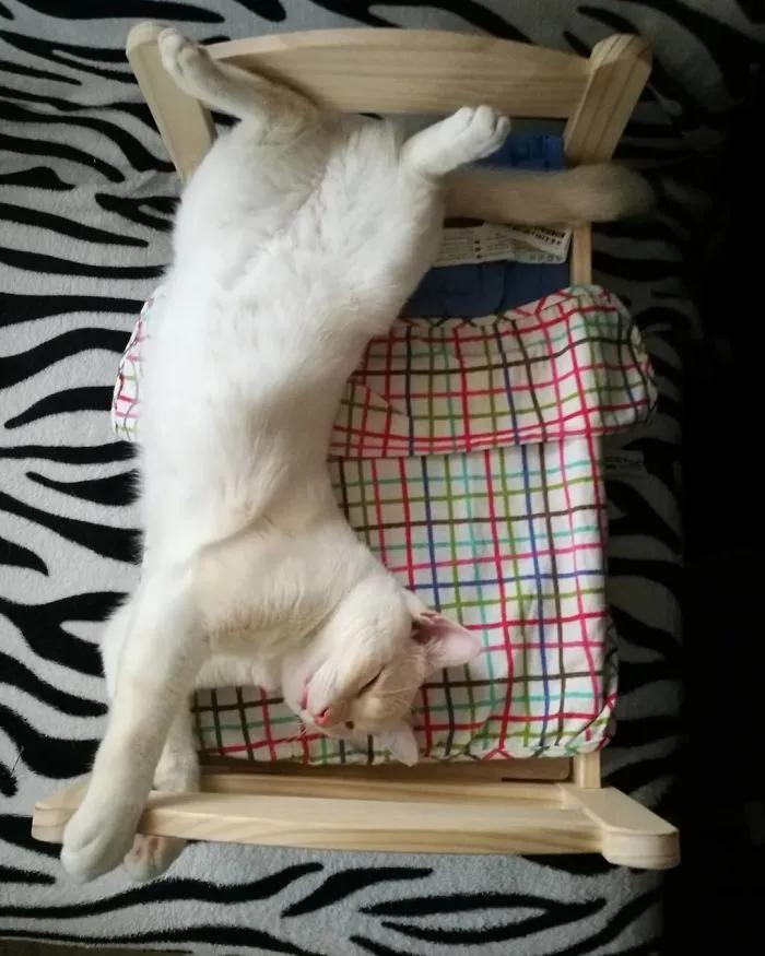 宜家小床被铲屎官们变成宠物床，日本网友：我“泡面杯床”不服