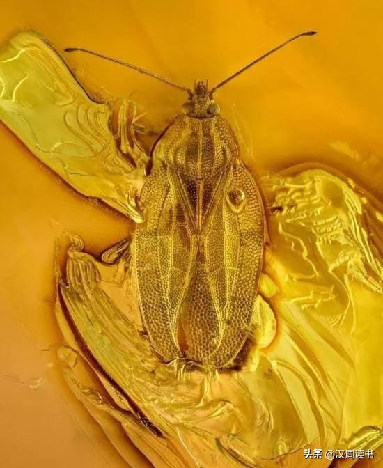 不是宝石胜似宝石,琥珀珍贵的宝石