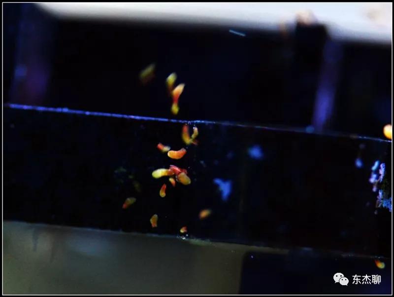 珊瑚鱼缸扁虫怎么处理,珊瑚扁虫怎么繁殖