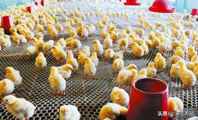 小鸡眼睛出眼泪怎么办,小鸡眼睛肿有泡沫怎么治