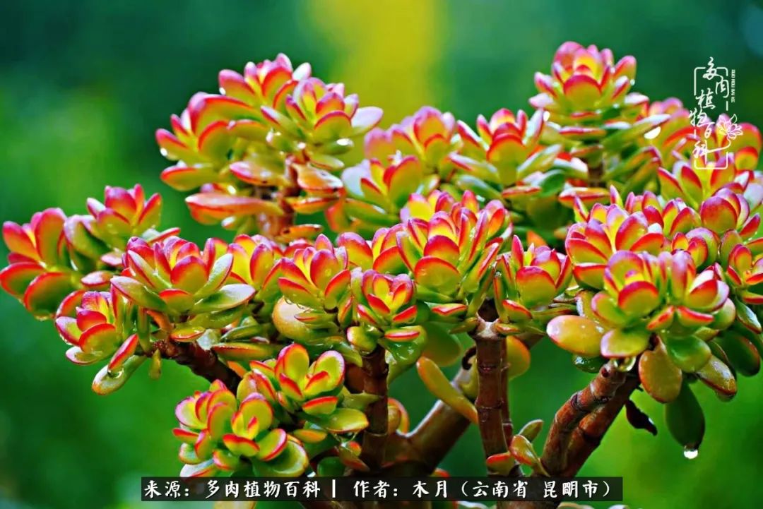 浅冬多肉，终有美好在等候