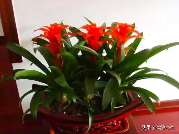 鸿运当头出小芽是不是花要开败了,鸿运当头花败了怎么浇水