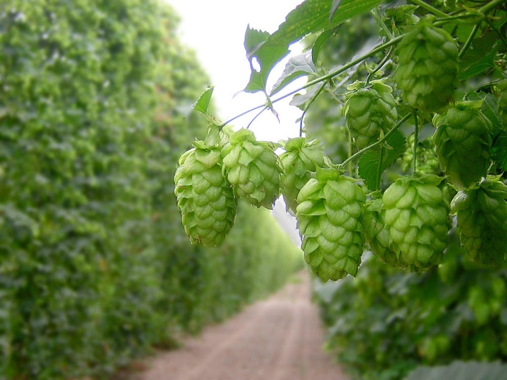 德国生活用品特产,德国生活游记