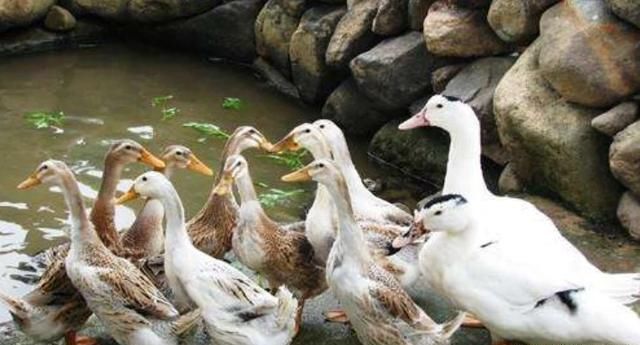 鸭子几天不死表示可以活下来了,鸭子无缘无故死了还吐水