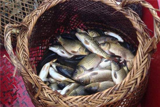 网箱混养鱼塘最佳搭配,鱼塘可以网箱形式养鱼么