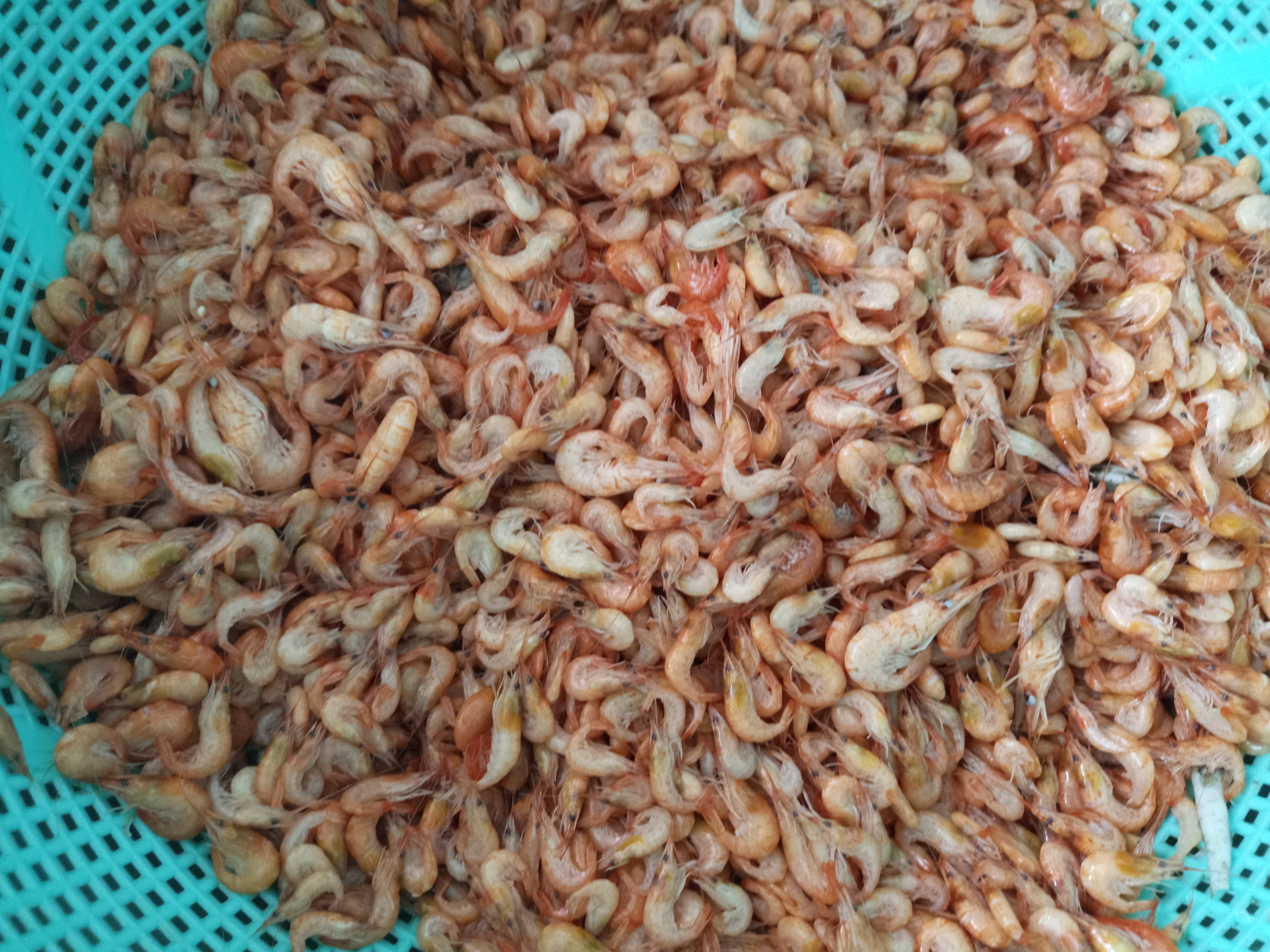 配白粥的小菜的菜谱,好吃的蒜泥虾米小咸菜